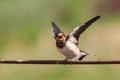 Barn swallow hirundo rustica, chick close up Royalty Free Stock Photo