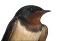 Barn Swallow, Hirundo rustica, close up Royalty Free Stock Photo