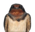 Barn Swallow, Hirundo rustica, close up Royalty Free Stock Photo