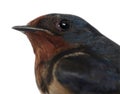 Barn Swallow, Hirundo rustica, close up Royalty Free Stock Photo