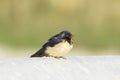 Barn Swallow (Hirundo rustica) Royalty Free Stock Photo