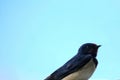 Barn swallow (Hirundo rustica) close up with lots of copy space Royalty Free Stock Photo