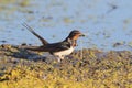 The barn swallow Hirundo rustica close up in soft morning light.