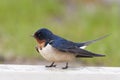 Barn Swallow, Hirundo rustica, close up view Royalty Free Stock Photo