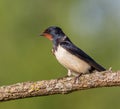 Barn swallow, hirundo rustica. At dawn, a bird sits on a beautiful branch Royalty Free Stock Photo