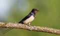 Barn swallow, hirundo rustica. At dawn, a bird sits on a beautiful branch Royalty Free Stock Photo