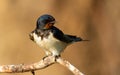 Barn swallow, hirundo rustica. At dawn, a bird sits on a thin beautiful branch Royalty Free Stock Photo