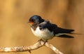 Barn swallow, hirundo rustica. At dawn, a bird sits on a thin beautiful branch Royalty Free Stock Photo