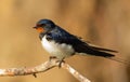 Barn swallow, hirundo rustica. At dawn, a bird sits on a thin beautiful branch Royalty Free Stock Photo