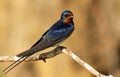 Barn swallow, hirundo rustica. At dawn, a bird sits on a thin beautiful branch Royalty Free Stock Photo
