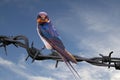 Barn swallow, Hirundo rustica. In the early morning a bird sits on a barbed wire