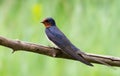 Barn swallow, Hirundo rustica. In the early morning a bird sits on a dry branch Royalty Free Stock Photo