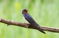 Barn swallow, Hirundo rustica. In the early morning a bird sits on a dry branch Royalty Free Stock Photo