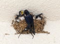 Barn Swallow (Hirundo rustica)