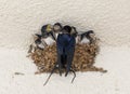 Barn Swallow (Hirundo rustica) Royalty Free Stock Photo