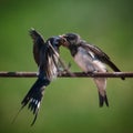 Barn swallow Hirundo rustica feeding her nestling sitting on the wire Royalty Free Stock Photo