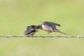 Barn Swallow, Hirundo rustica, feeding young in flight Royalty Free Stock Photo