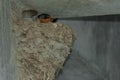 Barn Swallow - Hirundo rustica