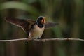 Barn swallow (Hirundo rustica). Royalty Free Stock Photo
