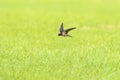 Barn Swallow Hirundo rustica in flight above farmland Royalty Free Stock Photo