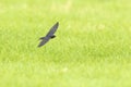 Barn Swallow Hirundo rustica in flight above farmland Royalty Free Stock Photo