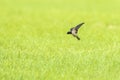 Barn Swallow Hirundo rustica in flight above farmland Royalty Free Stock Photo