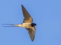 Barn Swallow (Hirundo rustica) in flight against the sky. Bird in flight. Royalty Free Stock Photo