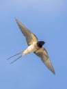 Barn Swallow (Hirundo rustica) in flight against the sky. Bird in flight. Royalty Free Stock Photo