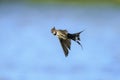 Barn Swallow Hirundo rustica in flight closeup Royalty Free Stock Photo