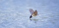 Barn swallow Hirundo rustica in flight drink over the lake Royalty Free Stock Photo