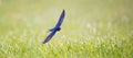 Barn swallow Hirundo rustica in flight hunting over the lake Royalty Free Stock Photo