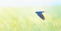 Barn swallow Hirundo rustica in flight he hunts over the meadow Royalty Free Stock Photo