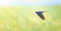 Barn swallow Hirundo rustica in flight he hunts over the meadow Royalty Free Stock Photo