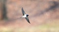 Barn swallow Hirundo rustica in flight over the lake Royalty Free Stock Photo