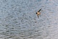 The barn swallow Hirundo rustica flying close to a pond surface Royalty Free Stock Photo