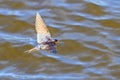 Barn swallow , Hirundo rustica flying over water Royalty Free Stock Photo