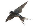 Barn Swallow, Hirundo rustica, lying Royalty Free Stock Photo