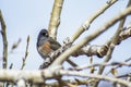 Barn Swallow on Branch Against Blue Sky Royalty Free Stock Photo
