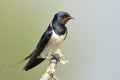 Barn swallow (Hirundo rustica) Royalty Free Stock Photo