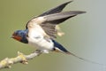 Barn swallow (Hirundo rustica) Royalty Free Stock Photo