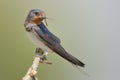 Barn swallow (Hirundo rustica) Royalty Free Stock Photo