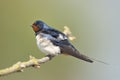 Barn swallow (Hirundo rustica) Royalty Free Stock Photo