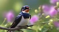 Barn Swallow (Hirundo rustica) perched on a branch