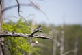 Barn Swallow in Cypress Tree Royalty Free Stock Photo