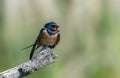 Barn swallow Hirundo rustica perched on a branch. Isolated bird on a blurred light background Royalty Free Stock Photo