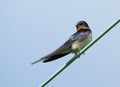 Barn Swallow (Hirundo rustica