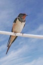 Barn swallow, Hirundo rustica Royalty Free Stock Photo