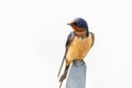 A barn swallow Hirundo rustica perches on a railing at Huntley Meadows Park, Virginia, USA Royalty Free Stock Photo