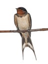 Barn Swallow, Hirundo rustica, perching