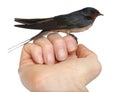 Barn Swallow, Hirundo rustica, perching